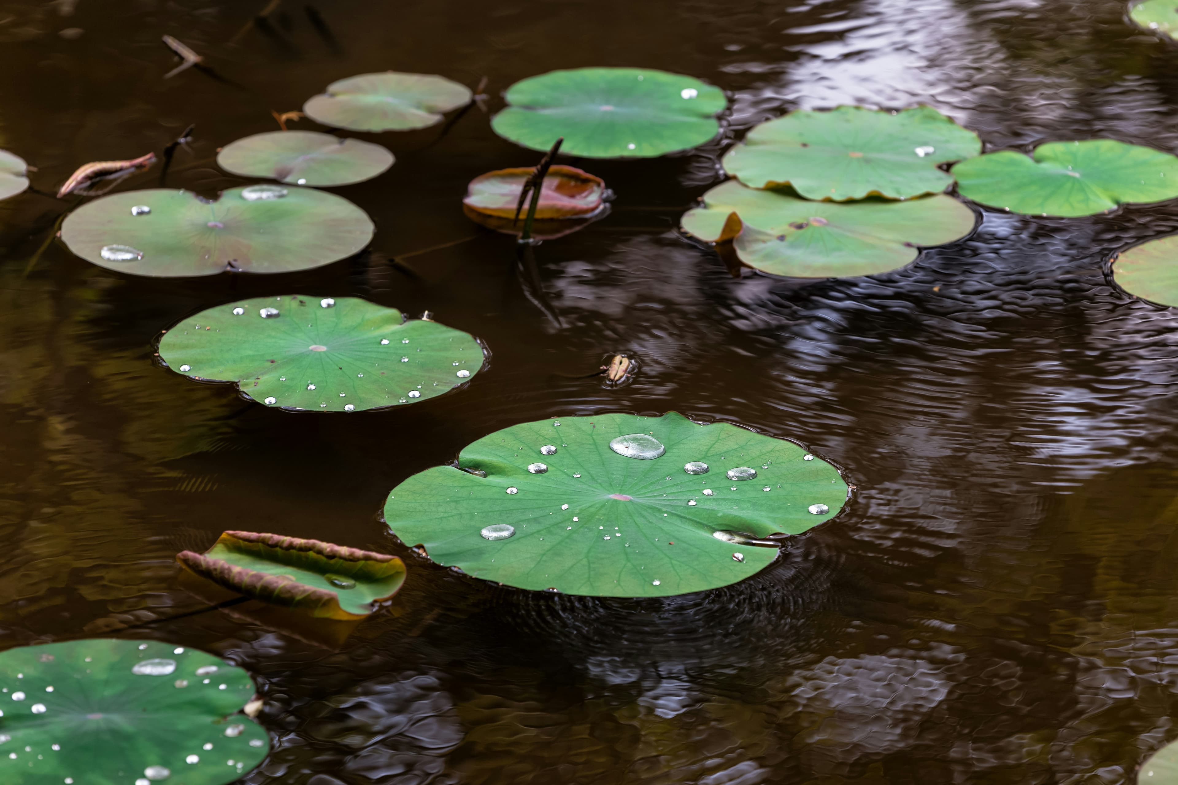 Kiyomi Garden Hotel - Image 8